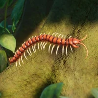 Centipede Wikipedia