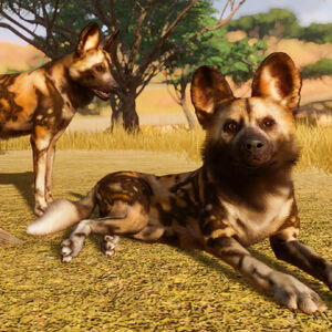 Perro Salvaje Africano Planet Zoo Wiki Fandom