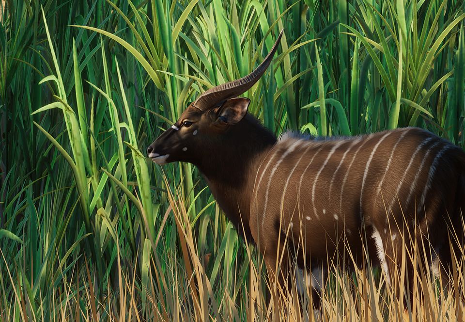 Nyala | Planet Zoo Wiki | Fandom