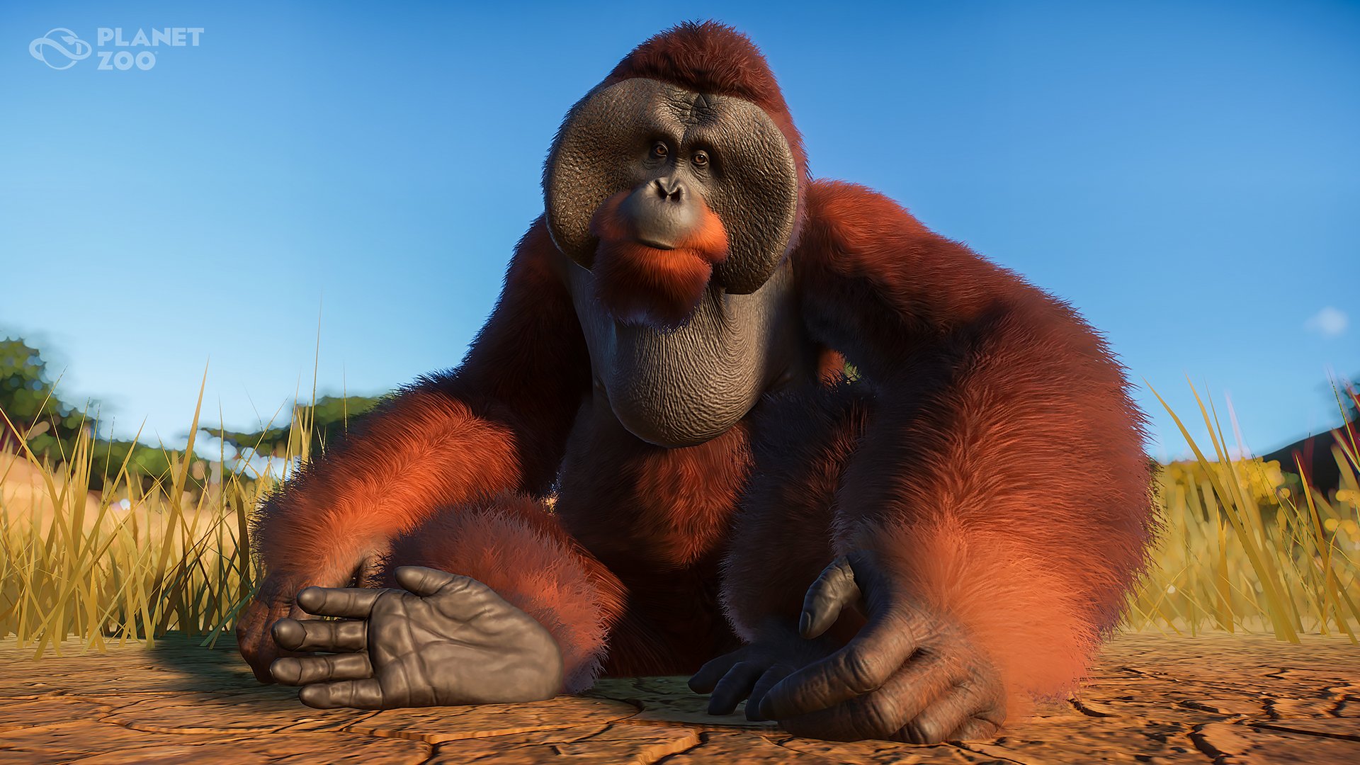 Bornean Orangutan  Planet Zoo Wiki FANDOM powered by Wikia