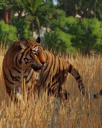 Bengal Tiger Planet Zoo Wiki Fandom
