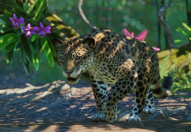 Jaguar | Planet Zoo Wiki | Fandom