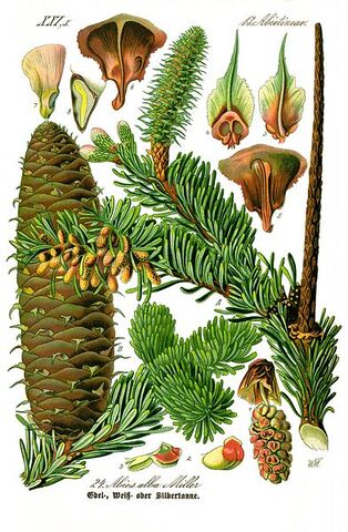 Fișier:Illustration Abies alba0 clean.jpg