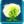 1Dandelion2
