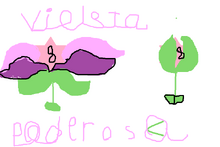 Violeta poderosa