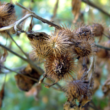 Bur Plants Wiki Fandom