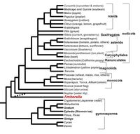 Seed plants evolutionary relationships with Amborella highlighted