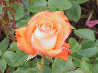 Rosa Konigin Der Rosen Plants Wiki Fandom