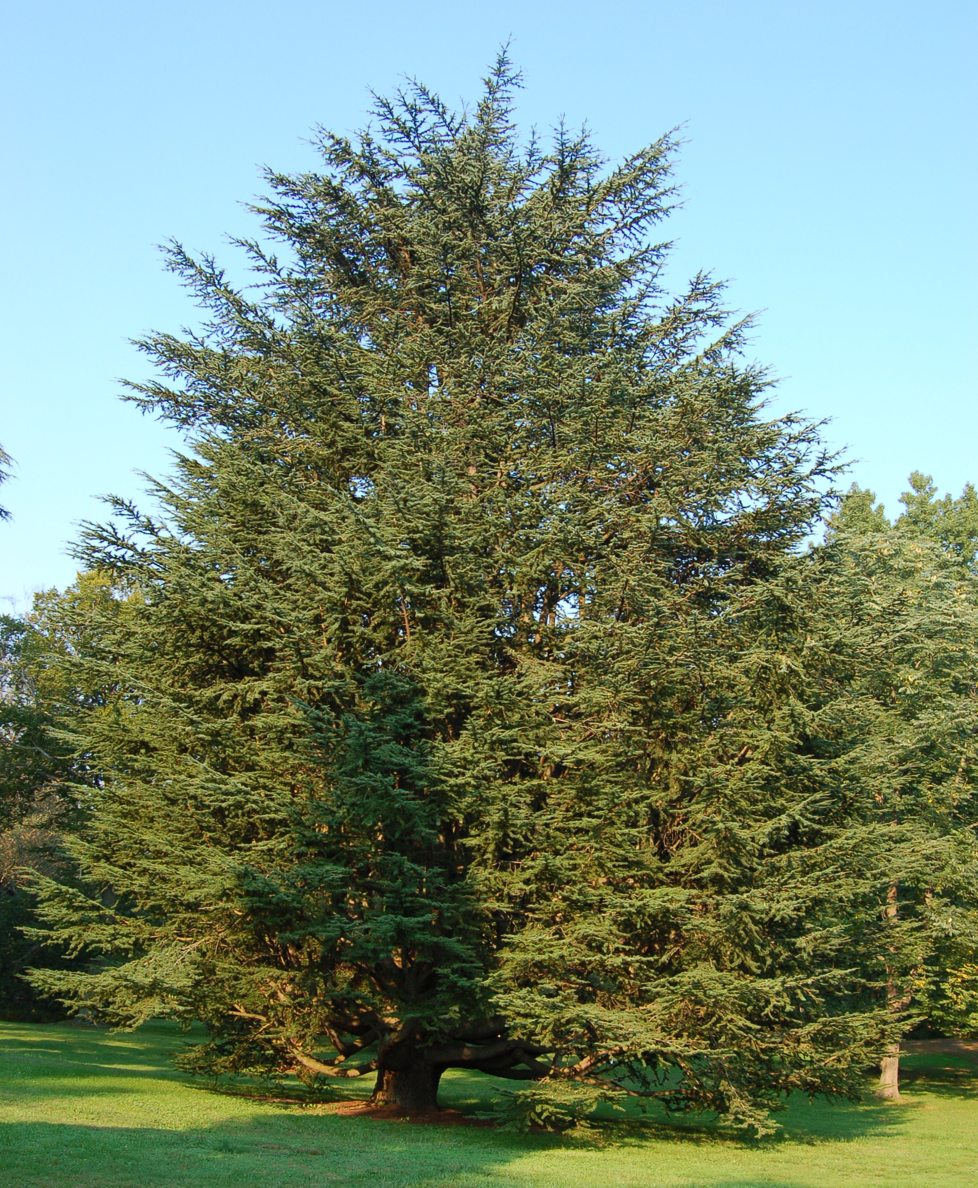 Cedrus atlantica Plants Wiki FANDOM powered by Wikia