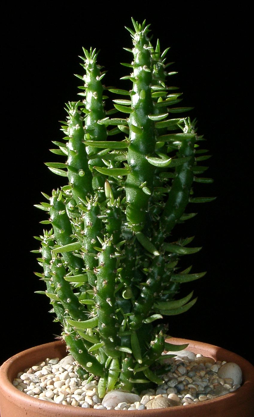 spiral cactus