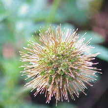 Bur Plants Wiki Fandom