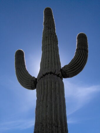 Carnegiea Gigantea Plants Wiki Fandom - tall cactus roblox