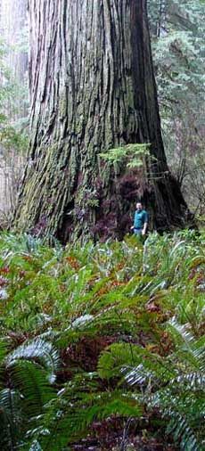 Sequoia Sempervirens Plants Wiki Fandom