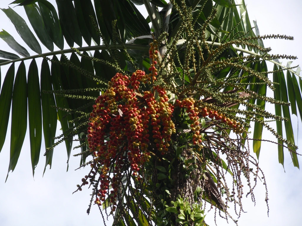 Ptychosperma Plants Wiki FANDOM powered by Wikia