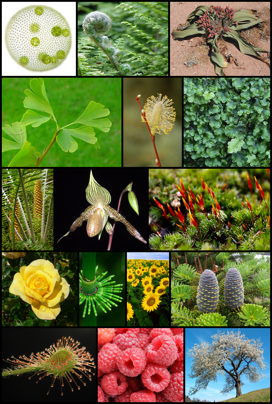 image-diversity-of-plants-image-png-plants-wiki-fandom-powered-by