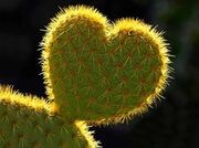 Hearth of Cactus