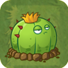 Ball CactusAS