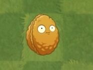 Wall-nut/Gallery | Plants vs. Zombies Wiki | FANDOM powered by Wikia