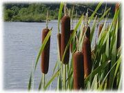 Cattail(real