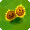 Twin SunflowerA