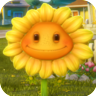 SunflowerGW1
