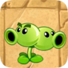 Split Pea2