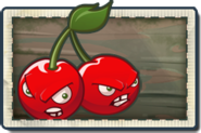 Cherry Bomb New Pirate Seas Seed Packet