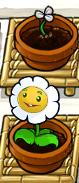 Left-Facing Marigold