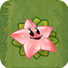 Angel Starfruit2