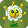 Golden ChrysanthemumAS