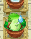 Bonk choi regado