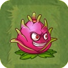 Dragonfruit2