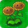 Twin Sunflower