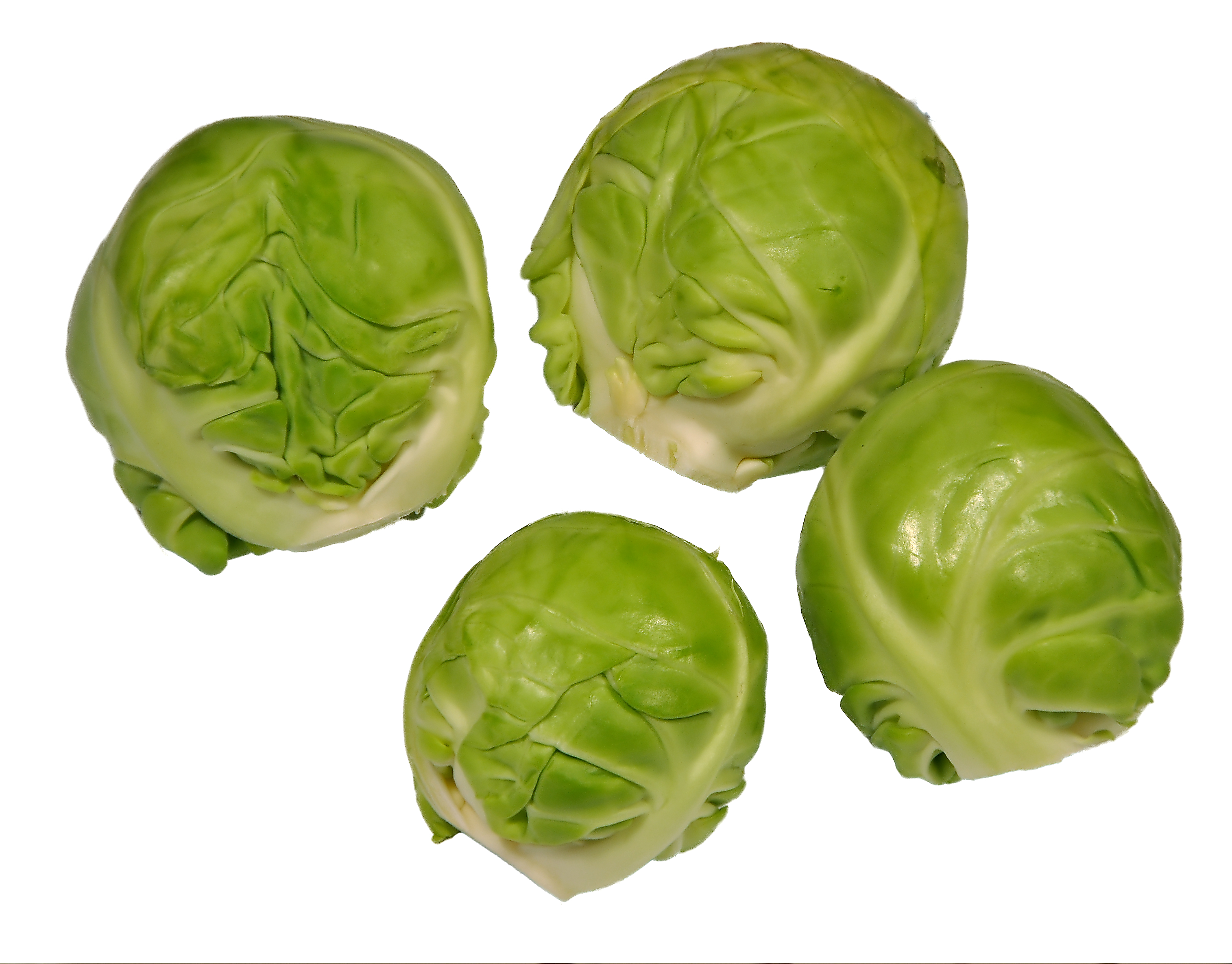 smarty sprouts smarty sprouts