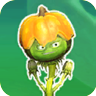 Pumpkin WeedGW2