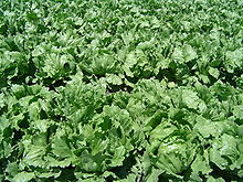 220px-Iceberg lettuce in SB