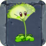 DandelionO