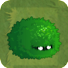 Small BushAS