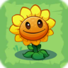 Sunflower3
