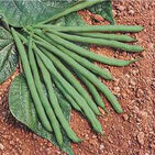 GreenBean