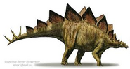 Real stegosaurus