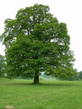 OakTree