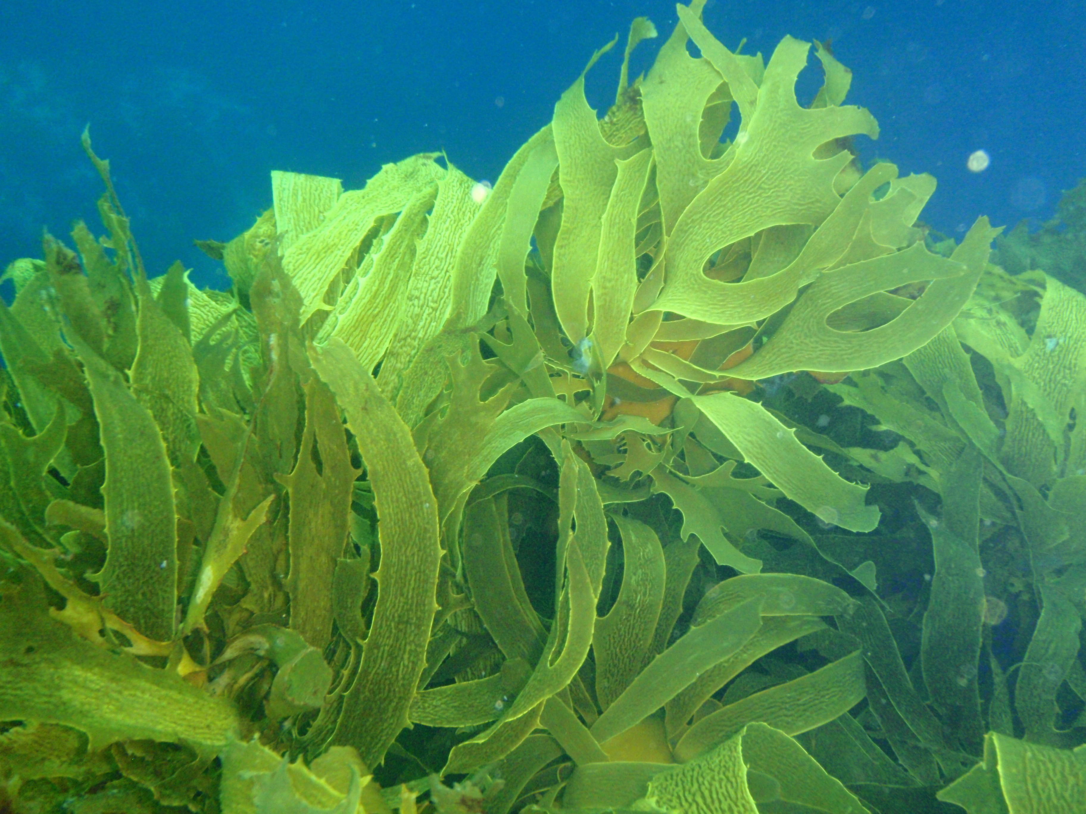 kelp vs seaweed