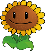 Girasol