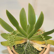 Gladiatus Plant Tycoon Wiki Fandom