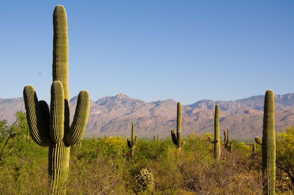 Pipe Cactus | Plant Tycoon Wiki | Fandom