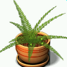 Fern Plant Tycoon Wiki Fandom