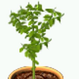 Lemonbush Plant Tycoon Wiki Fandom