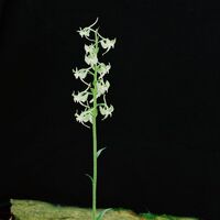 Orchid Plant Tycoon Wiki Fandom