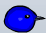 Bird Head